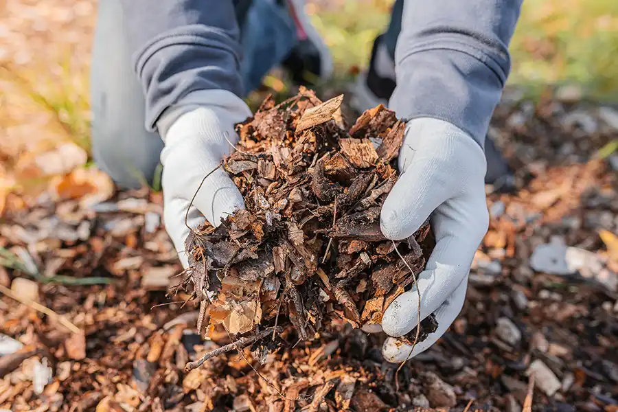 Reliable Mulching Service in Portsmouth, VA 