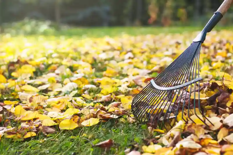 Outstanding Yard cleanup Service in Portsmouth, VA 